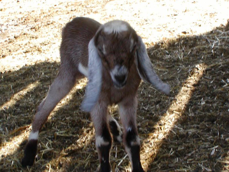 Baby Goats! (Pics) - Goats