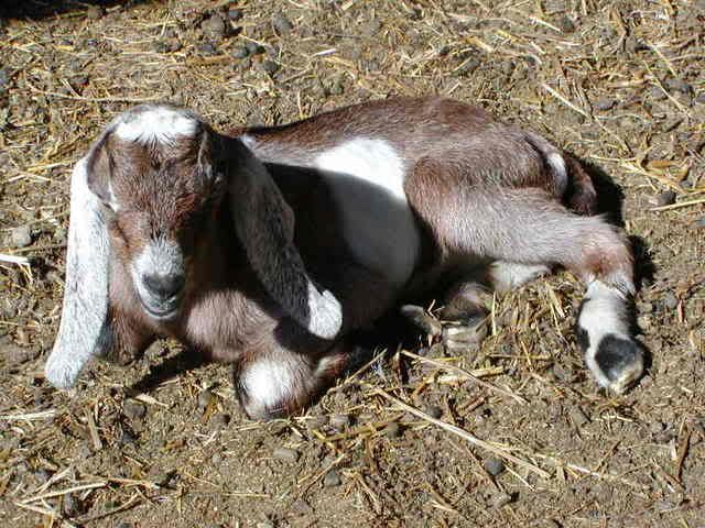 Baby Goats! (Pics) - Goats