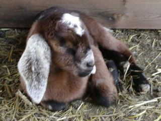 Baby Goats! (Pics) - Goats
