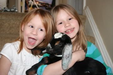My New Buckling! -Pics- - Goats