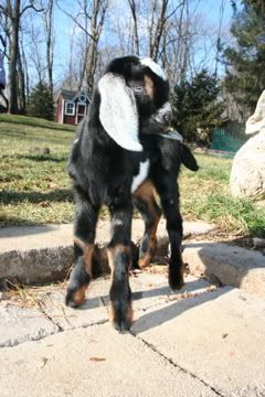 My New Buckling! -Pics- - Goats