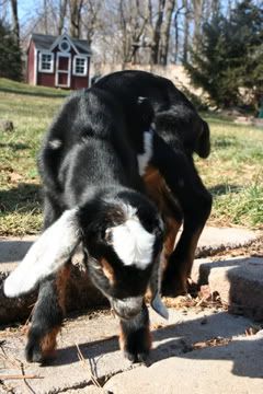 My New Buckling! -Pics- - Goats