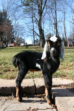 My New Buckling! -Pics- - Goats