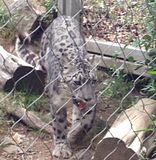 snowleopard.jpg