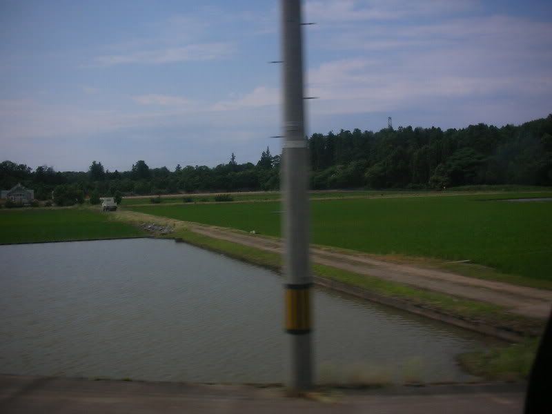 Rice fields