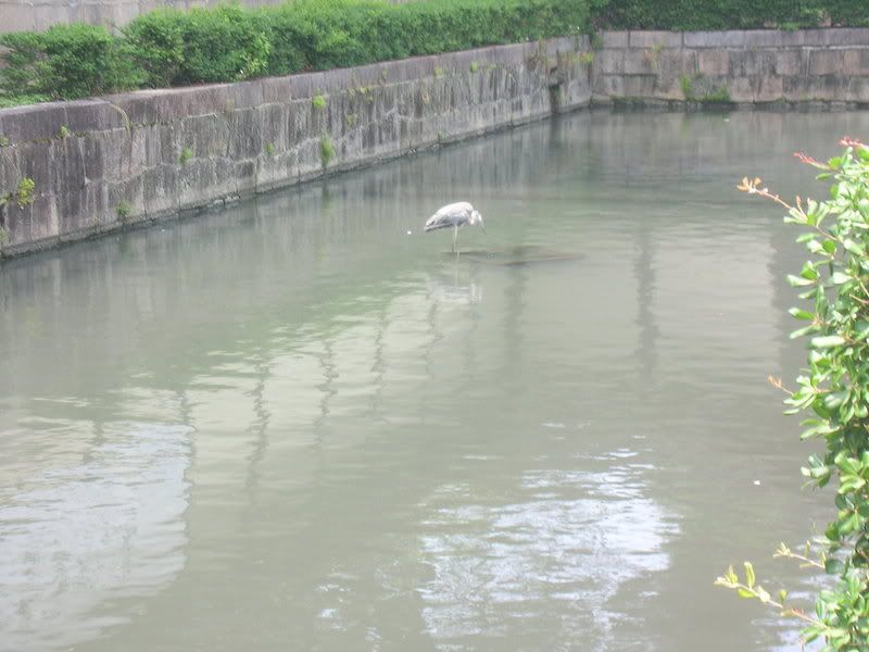 Moat with bird