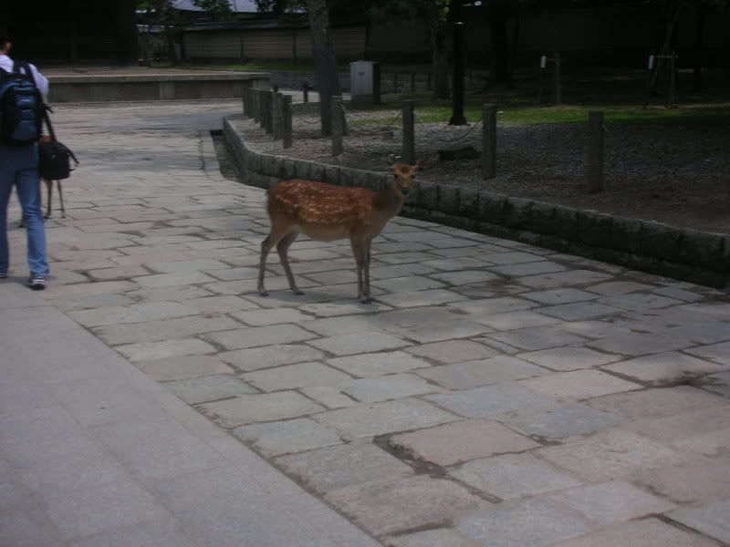 Cute Deer