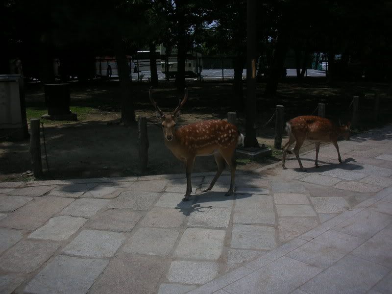 Cute Bunch of Deer