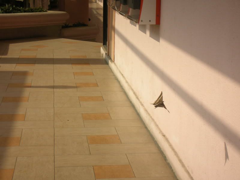 An Atlas moth outside Kotaraya Plaza