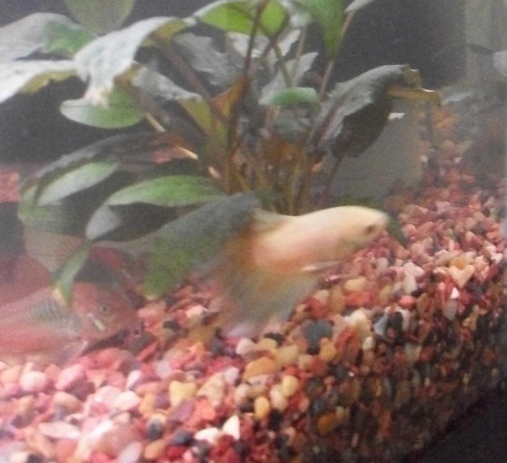 photo Ivanin20gallon.jpg