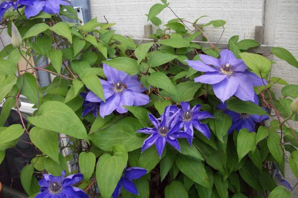 photo 05022014clematis-1.jpg