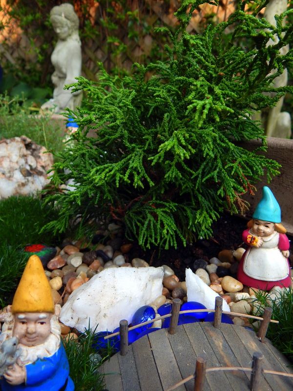 photo 06 11 2015 dwarf hinoki cypress.jpg