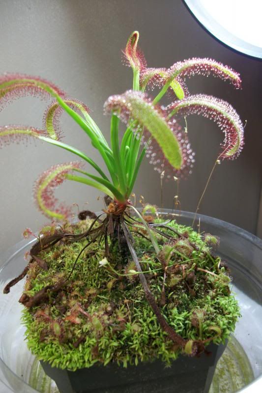 photo 122513dcapensisnarrowleaf.jpg