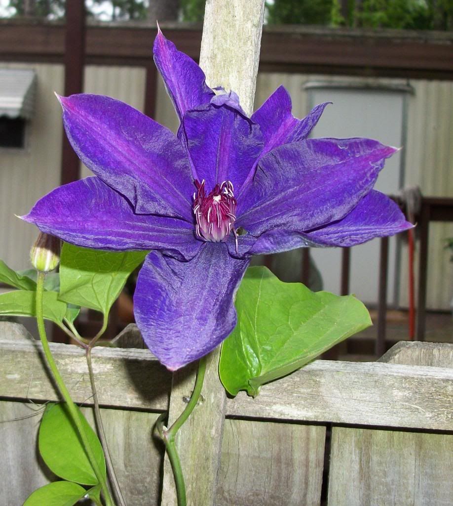 photo 3yroldclematis.jpg