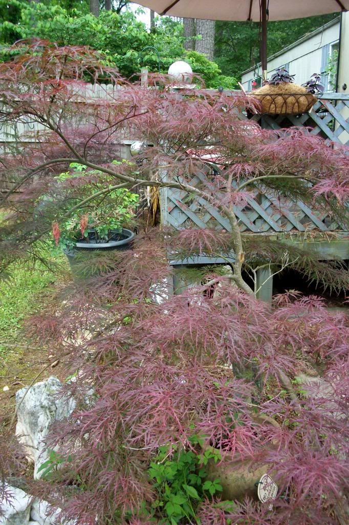 photo Japanesemaple2.jpg
