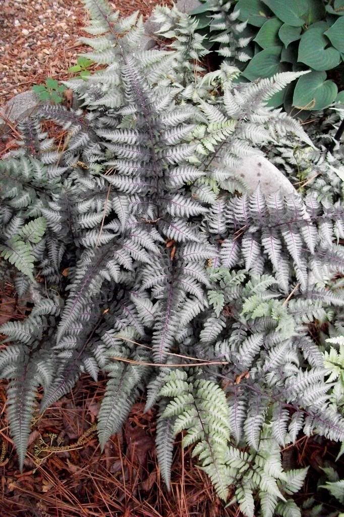 photo Japanesepaintedfern.jpg