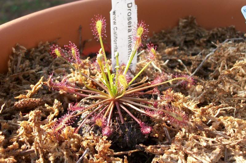 photo dewonsundew2.jpg