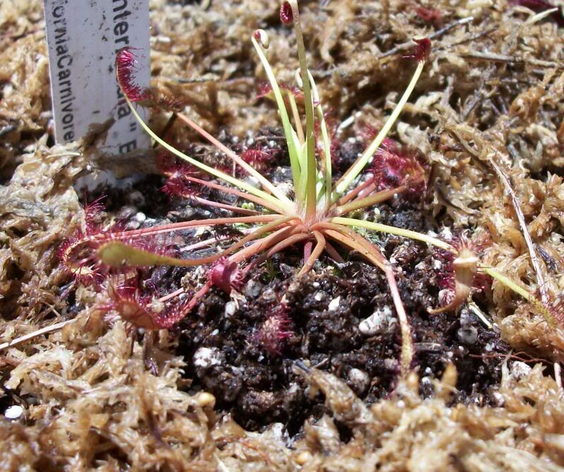 photo droseraintermediasundew.jpg