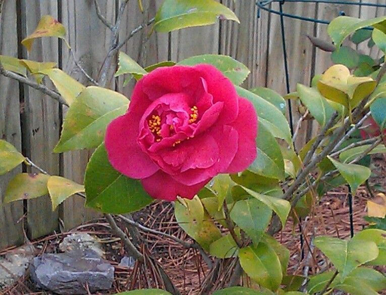 photo 04162014camellia2.jpg
