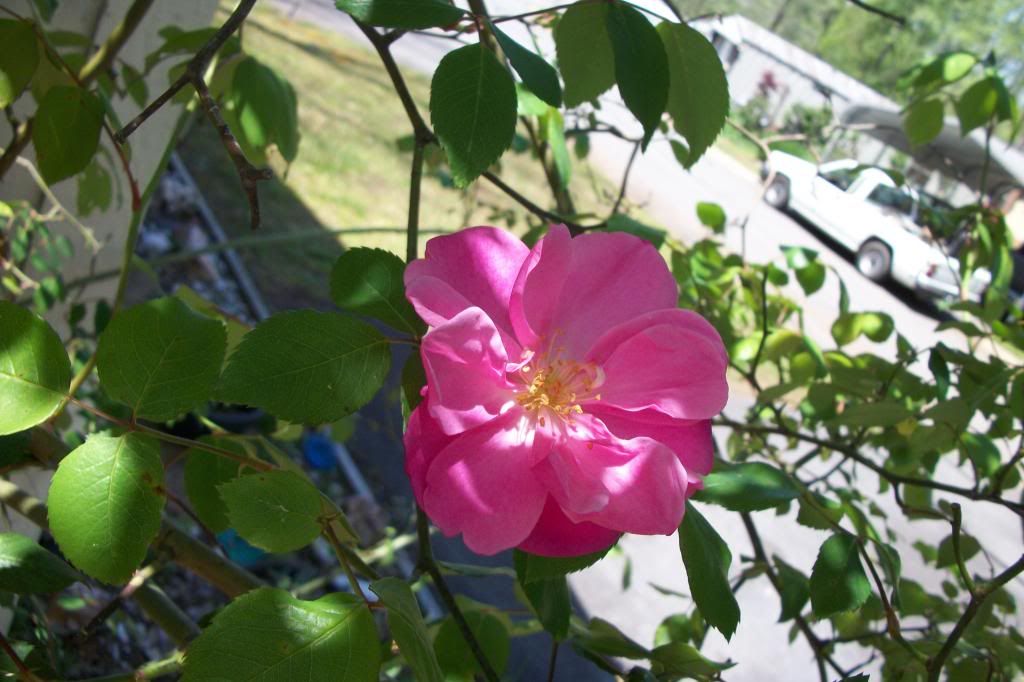 photo 04222014climbingrose.jpg