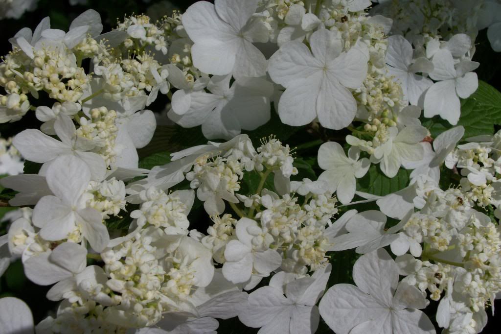 photo 04222014viburnumblooms-1.jpg