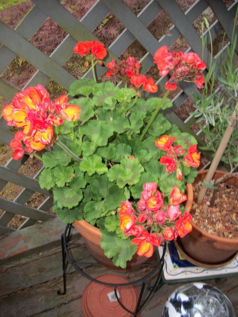 photo geranium.jpg
