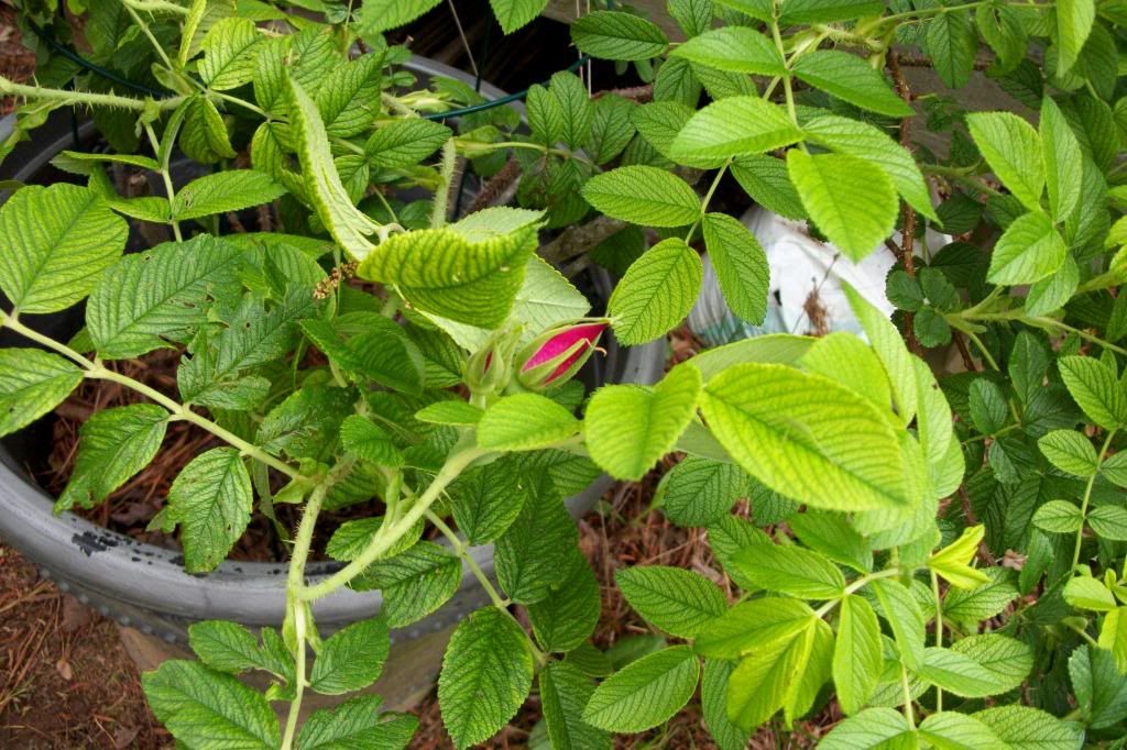 photo rosebud.jpg