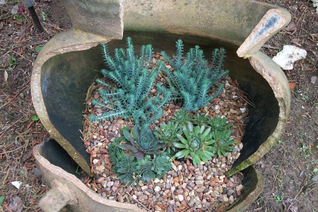 photo succulentshenssedum.jpg