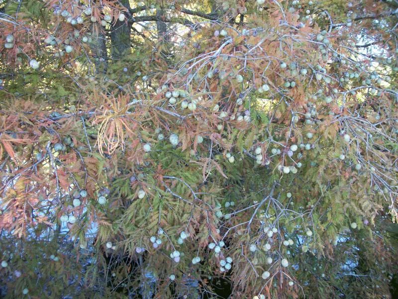photo 15fruitofbaldcypress.jpg