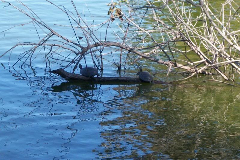 photo 16turtles.jpg