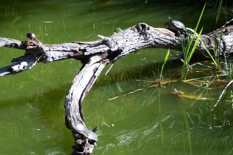 photo 17turtles2.jpg