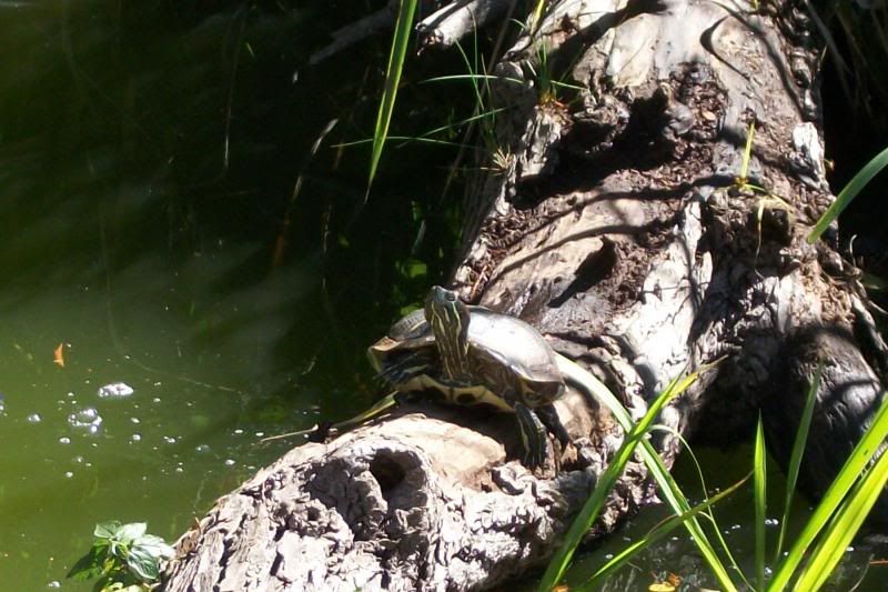 photo 18turtlecamo.jpg