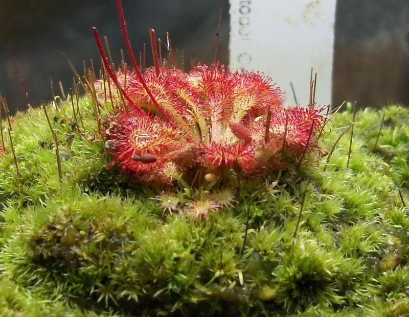 photo dtokaiensis2.jpg
