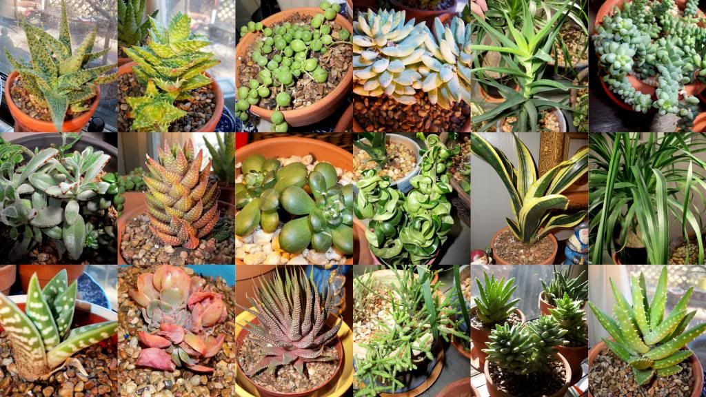 photo SucculentsIhave1.jpg