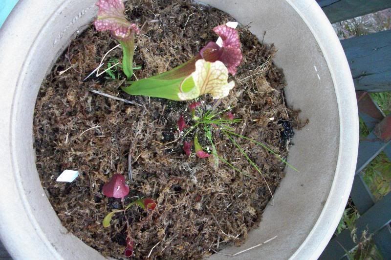 photo sarrfullpot.jpg
