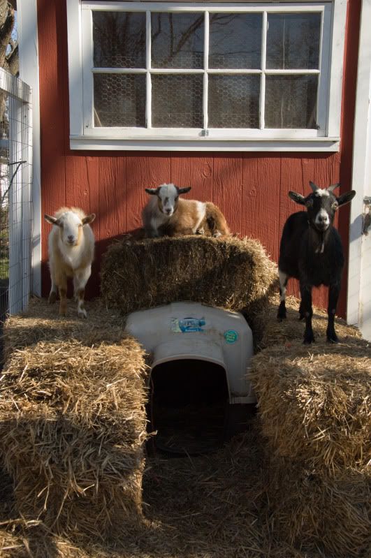 For Sale and Wanted - Goats