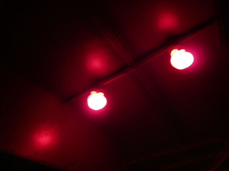 Redlightbulbs.jpg