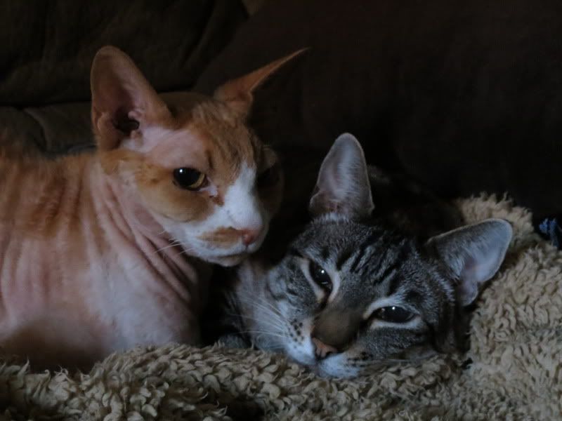 IMAGE: http://i3.photobucket.com/albums/y71/wdwmom2/Copyoftest055.jpg