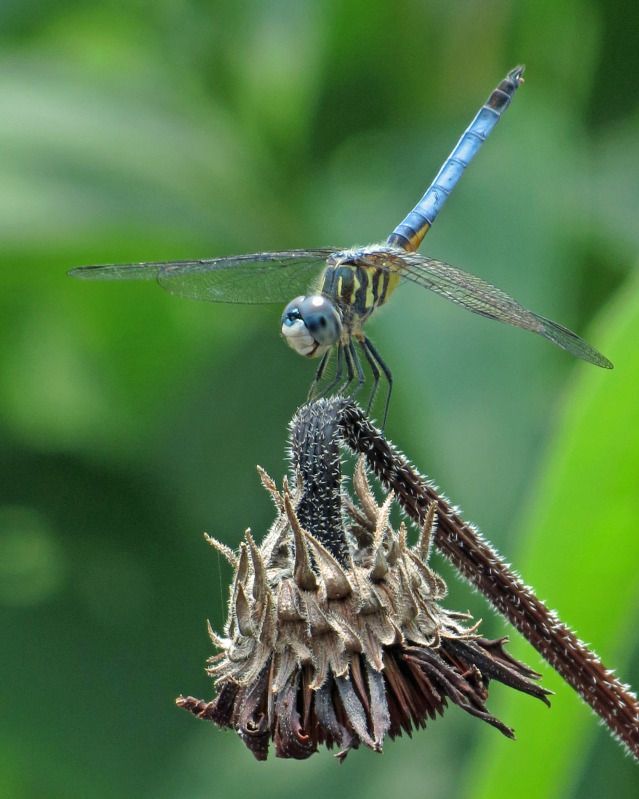 Dragonfly034-1.jpg