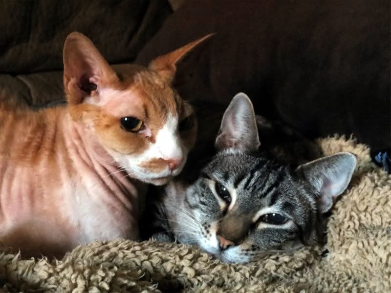 IMAGE: http://i3.photobucket.com/albums/y71/wdwmom2/test055.jpg