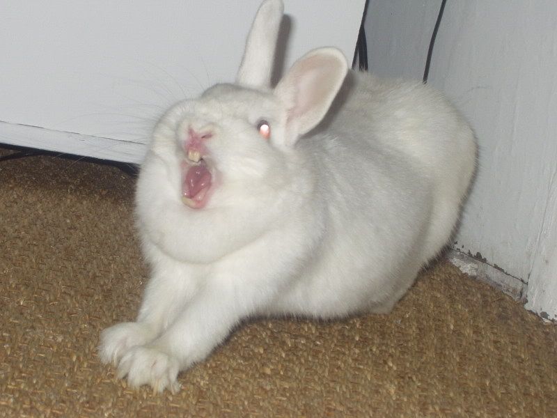 1149928825701.jpg angry white rabbit picture by youkikunicons