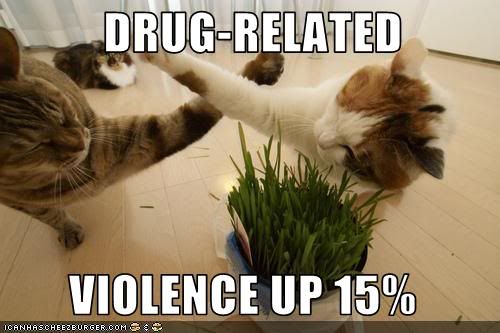 funny-pictures-cats-have-drug-relat.jpg