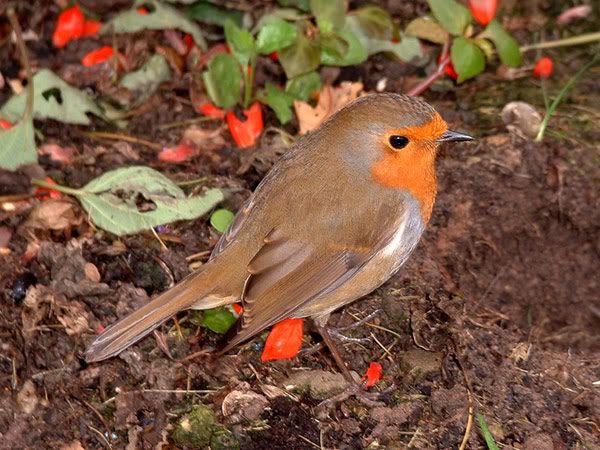 Robin Pictures, Images and Photos