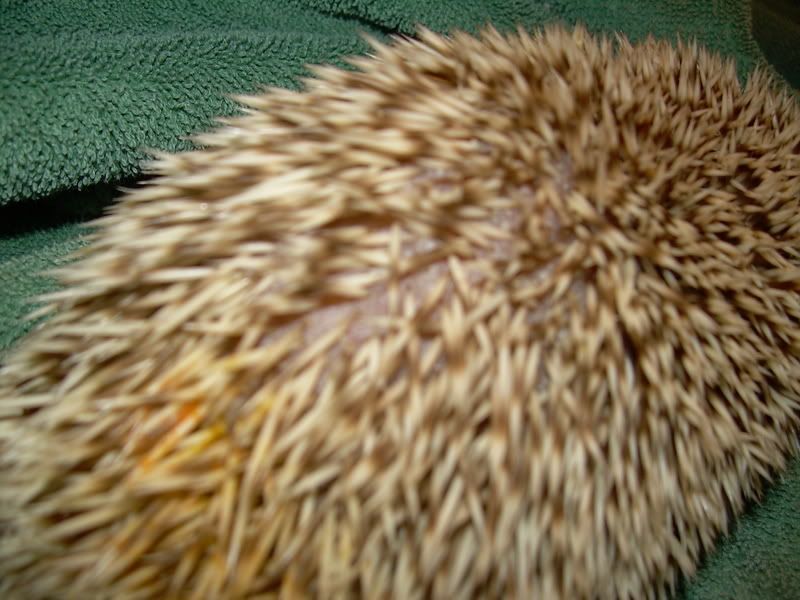 Quills loss, not mites. Hedgehog Central