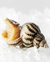 [Image: 201202-a-sustainable-seafood-whelks.jpg]