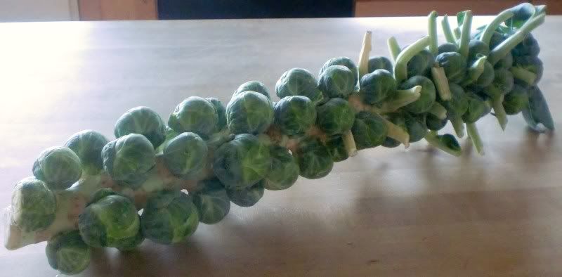 [Image: brusselssprouts.jpg]