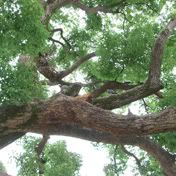 Image hosted by Photobucket.com