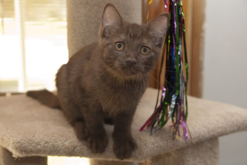 chocolate brown kitten - Cat Forum : Cat Discussion Forums