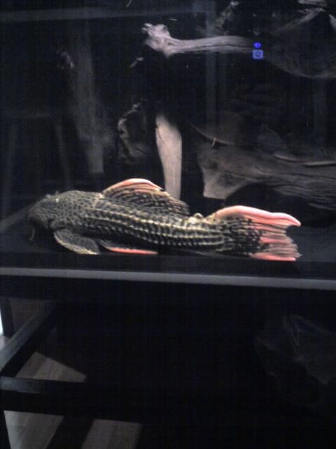 Photobucket - Video and Image Hosting