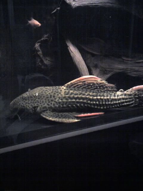 Photobucket - Video and Image Hosting